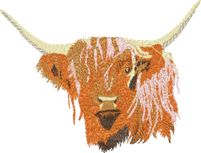 Highland Cattle Head