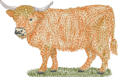 Highland Cow